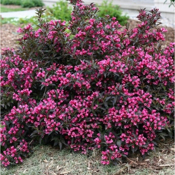 Вейгела цветущая «Пурпуреа Нана» С2 30-50 см